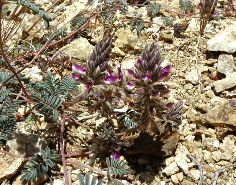 Sonoran False Prairie-Clover photo 2