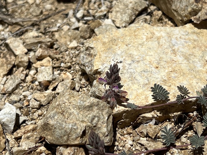 Sonoran False Prairie-Clover photo 3