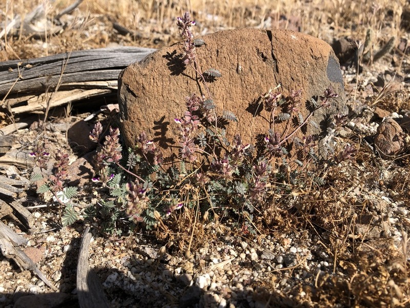 Sonoran False Prairie-Clover photo 4