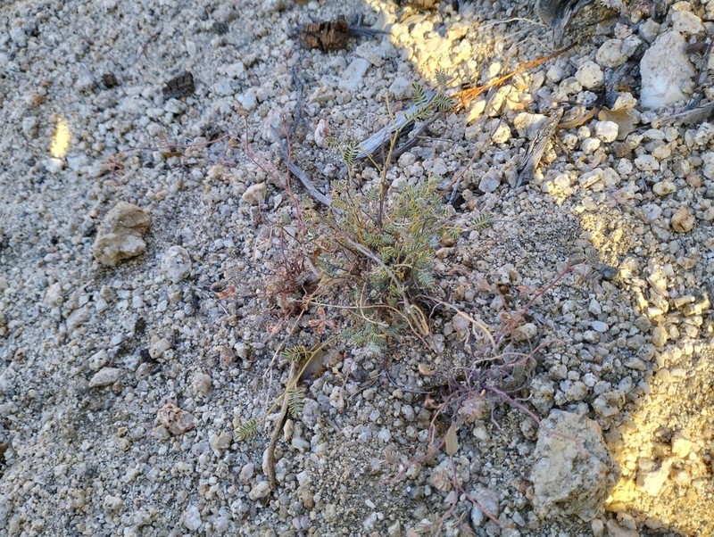 Sonoran False Prairie-Clover photo 5