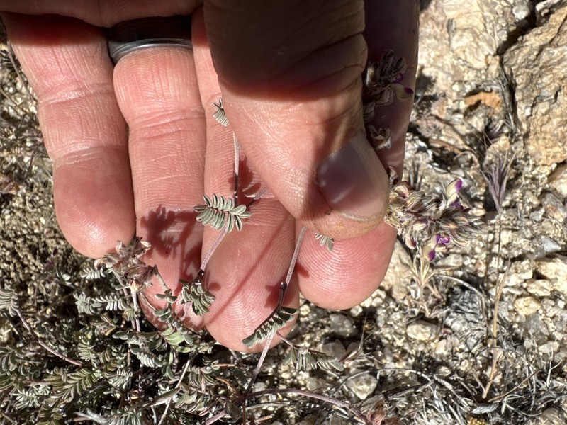 Sonoran False Prairie-Clover photo 6