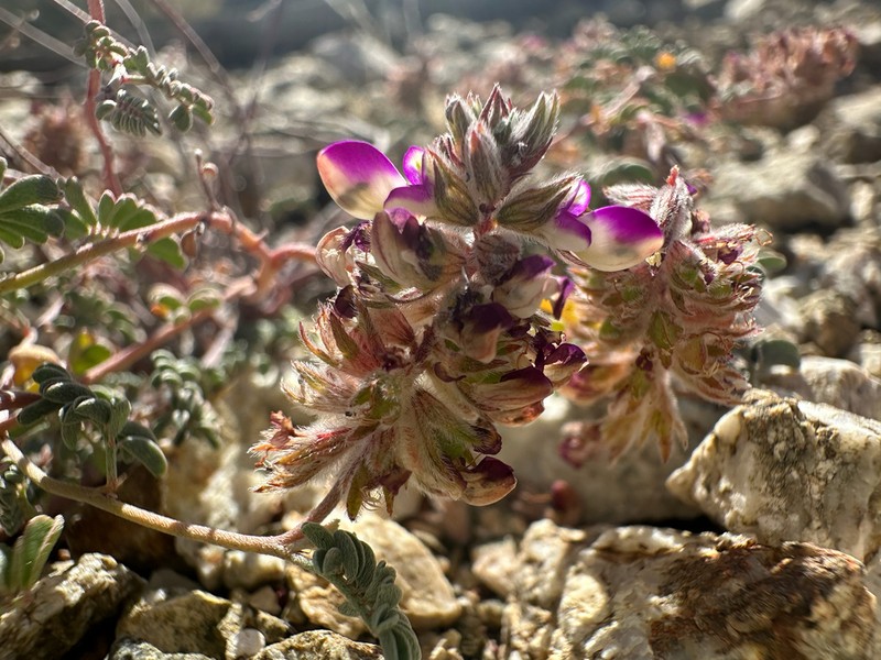 Sonoran False Prairie-Clover photo 7