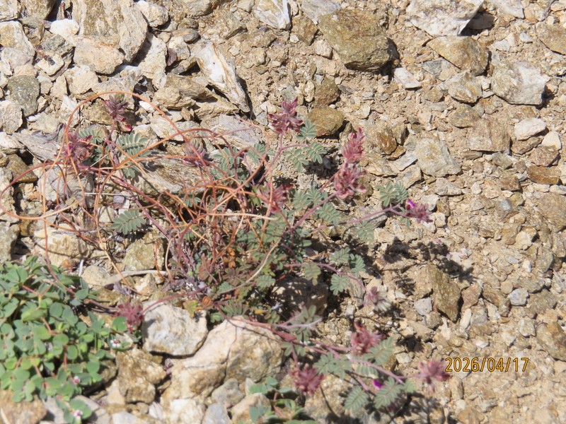 Sonoran False Prairie-Clover photo 8