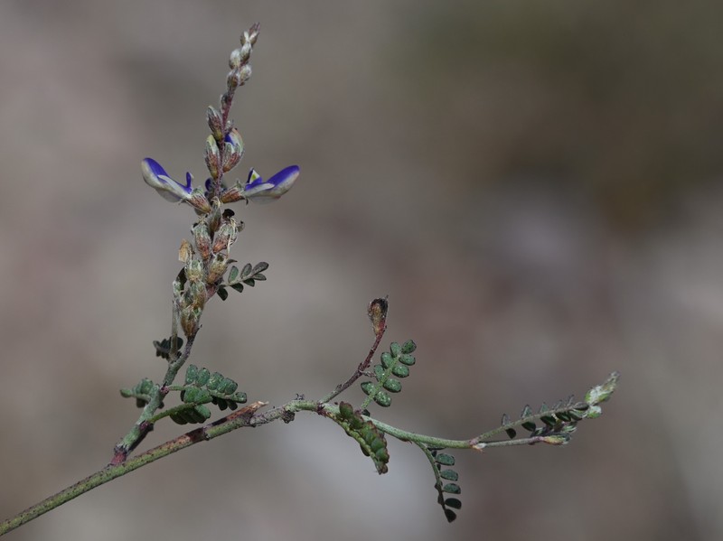 Parry's False Prairie-Clover photo 6