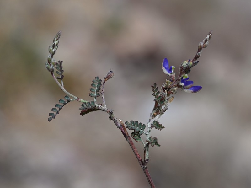 Parry's False Prairie-Clover photo 7