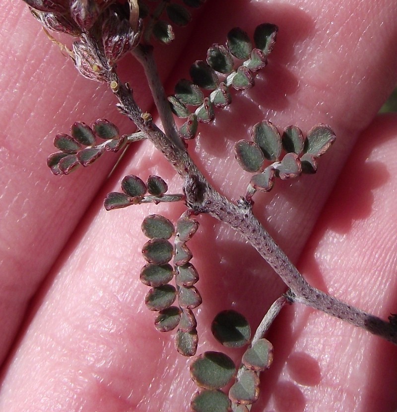 Parry's False Prairie-Clover photo 2