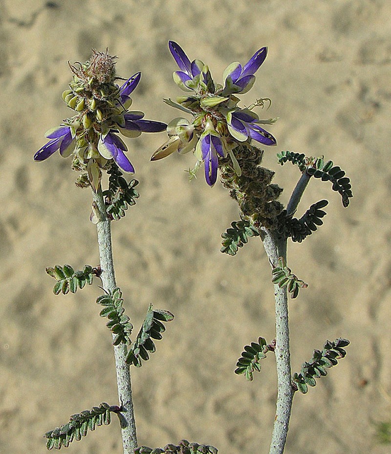 Parry's False Prairie-Clover photo 3
