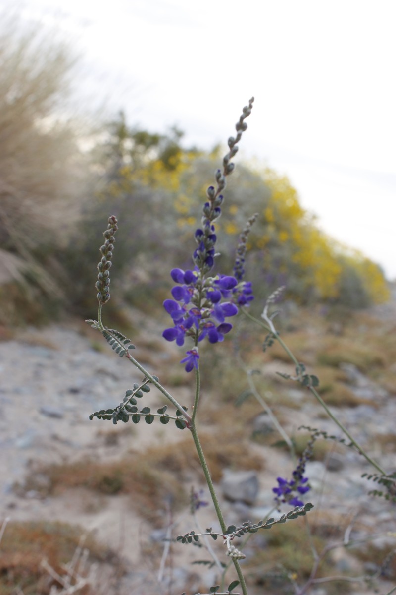 Parry's False Prairie-Clover photo 4