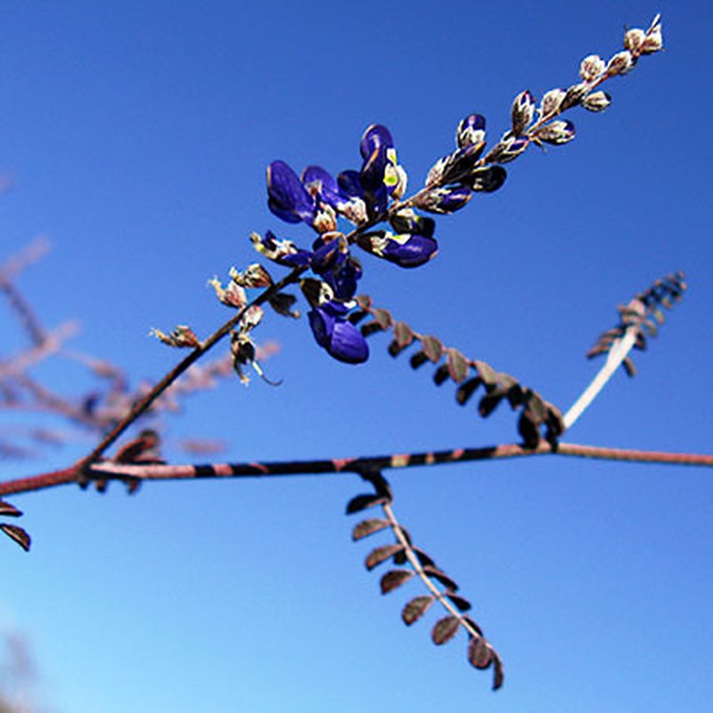 Parry's False Prairie-Clover