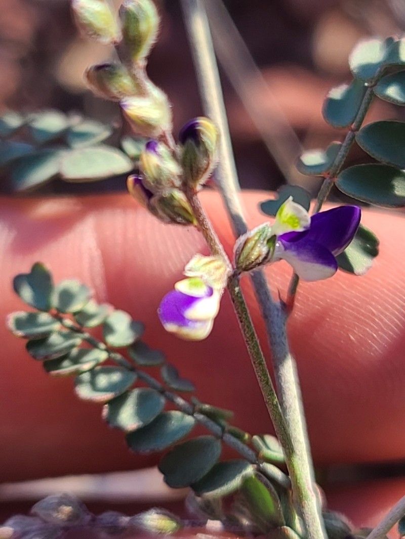 Parry's False Prairie-Clover photo 2