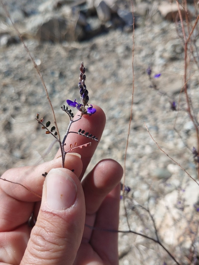 Parry's False Prairie-Clover photo 3