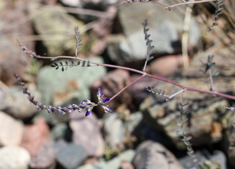 Parry's False Prairie-Clover photo 4