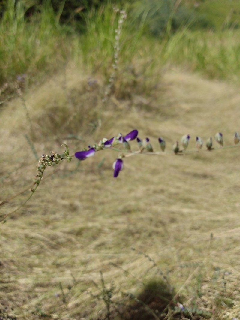 Parry's False Prairie-Clover photo 5