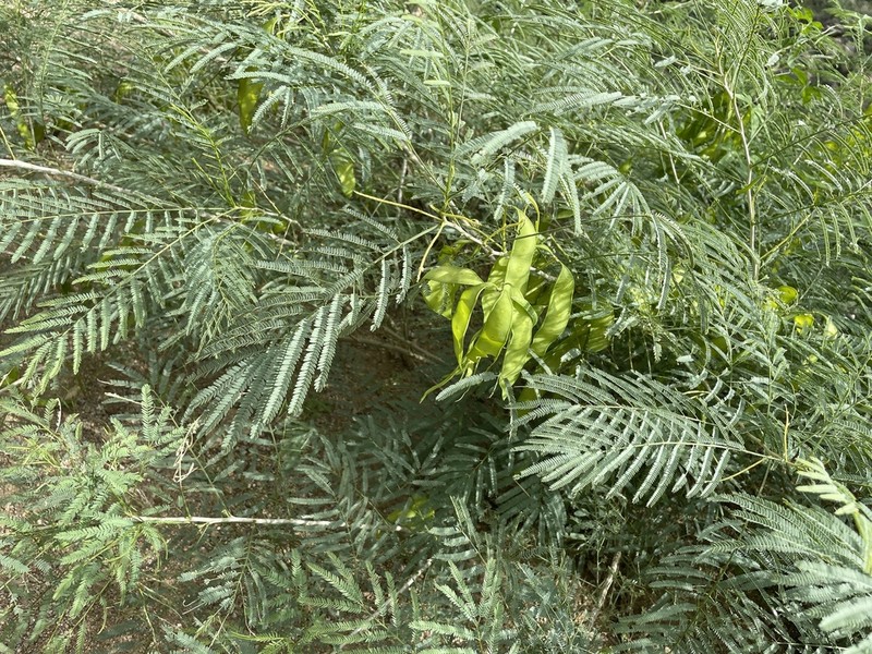 Milfoil Wattle