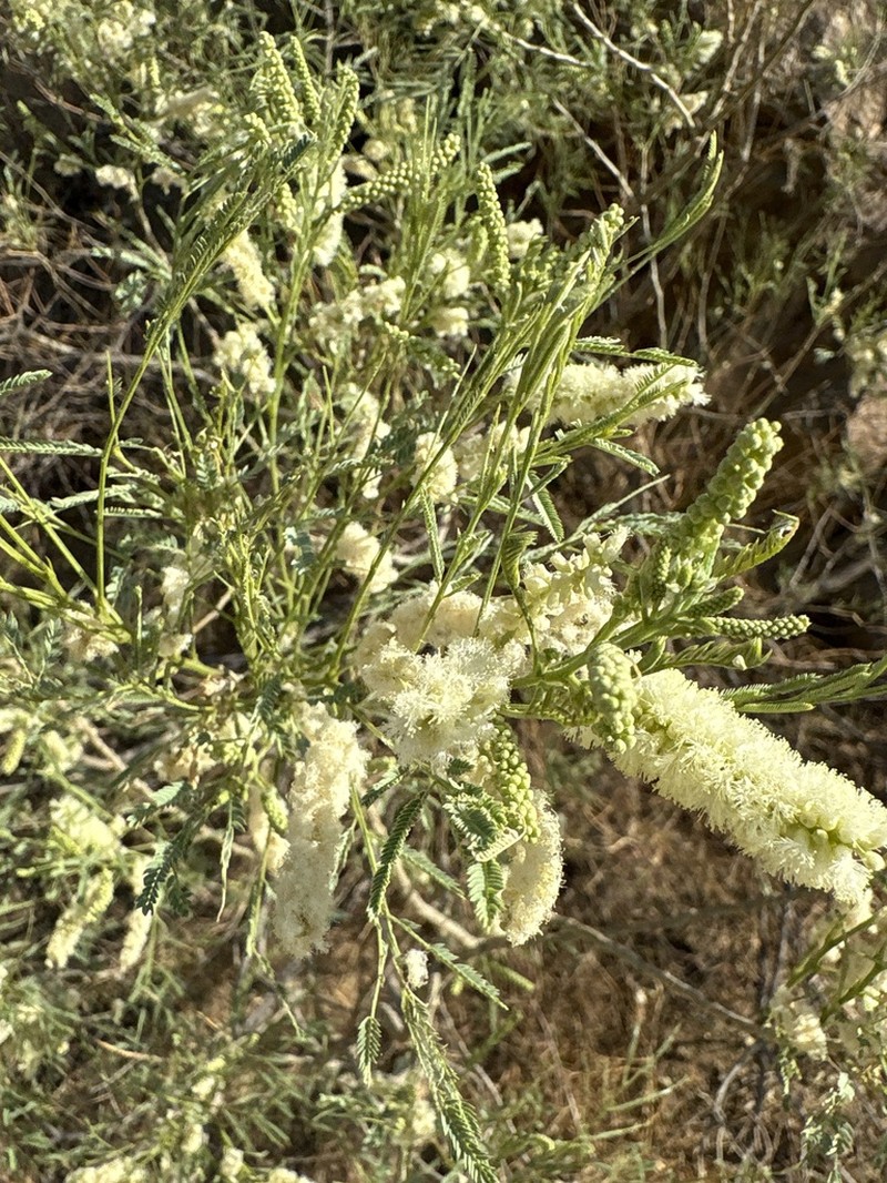 Milfoil Wattle photo 2