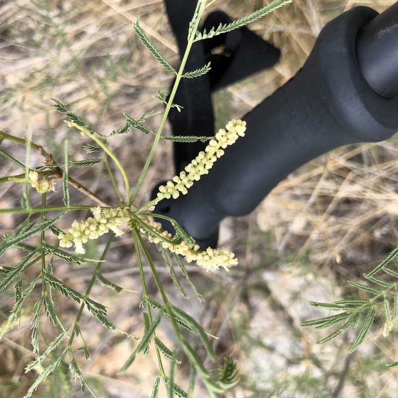 Milfoil Wattle photo 3