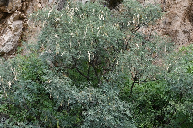 Milfoil Wattle photo 5
