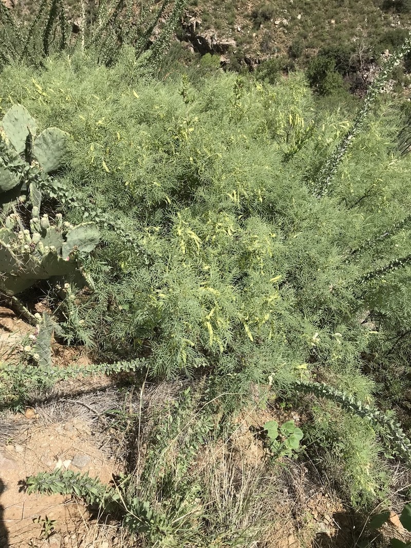 Milfoil Wattle photo 6