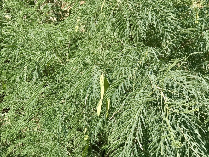 Milfoil Wattle photo 7