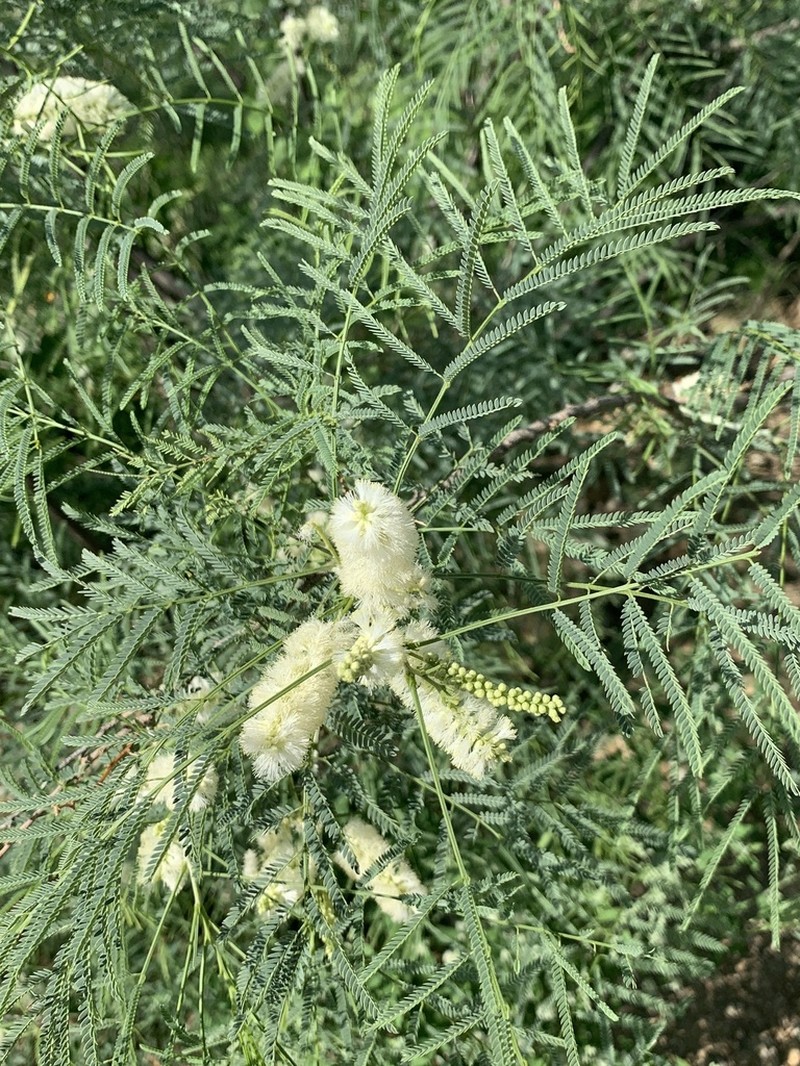 Milfoil Wattle photo 8