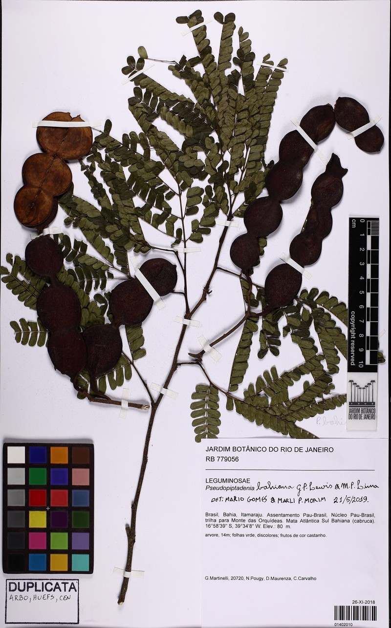 Marlimorimia bahiana