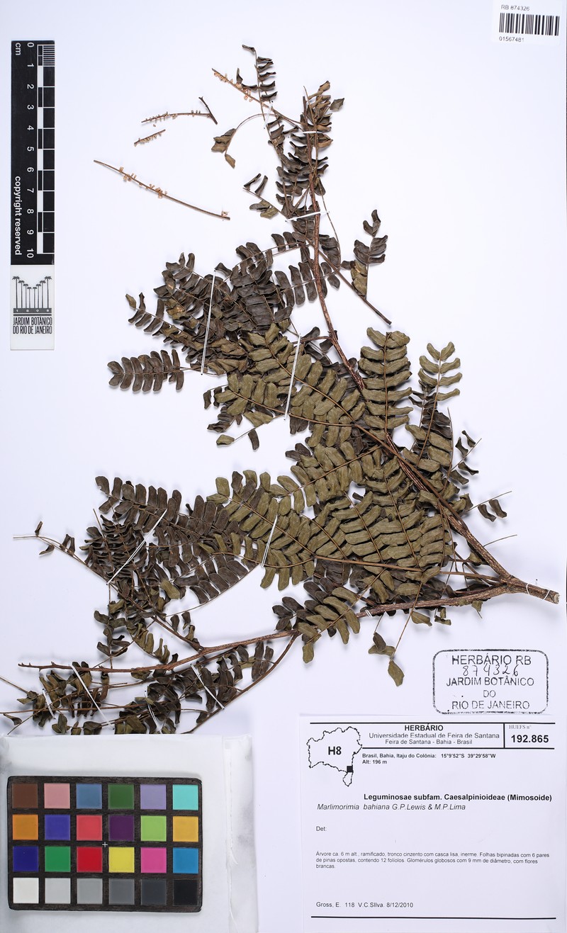 Marlimorimia bahiana photo 3