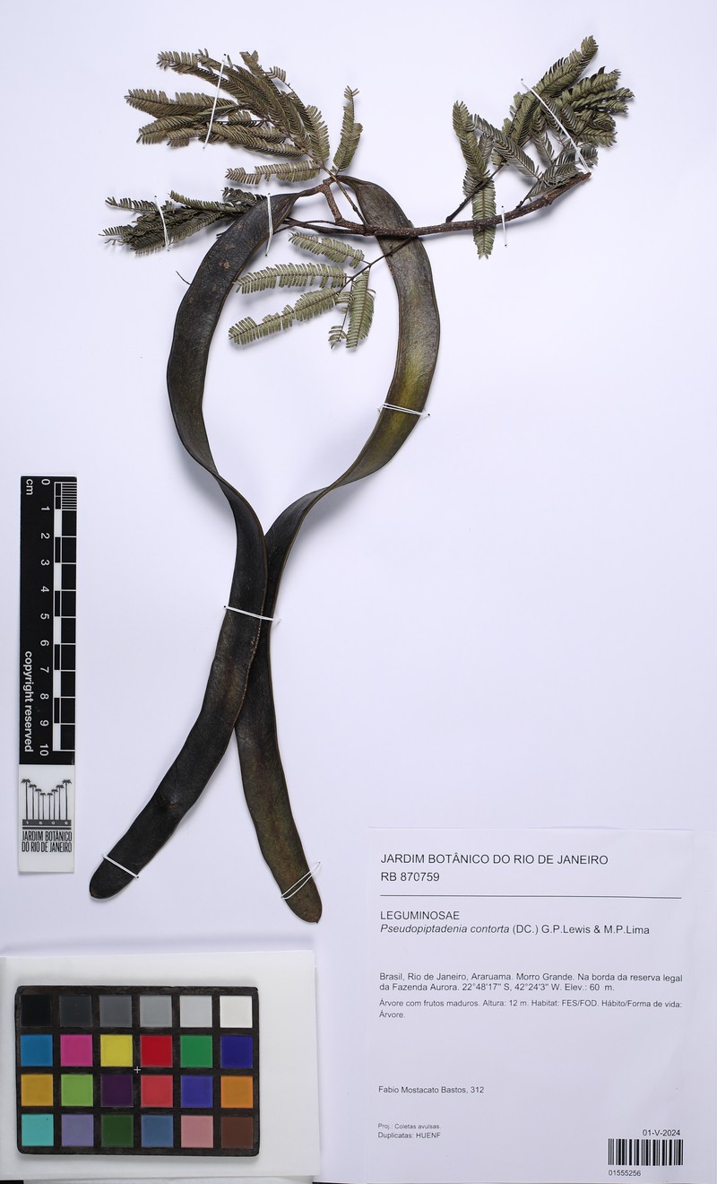 Marlimorimia contorta photo 8