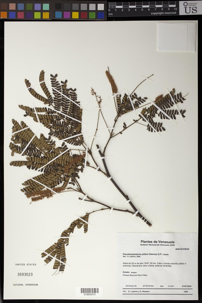 Marlimorimia pittieri