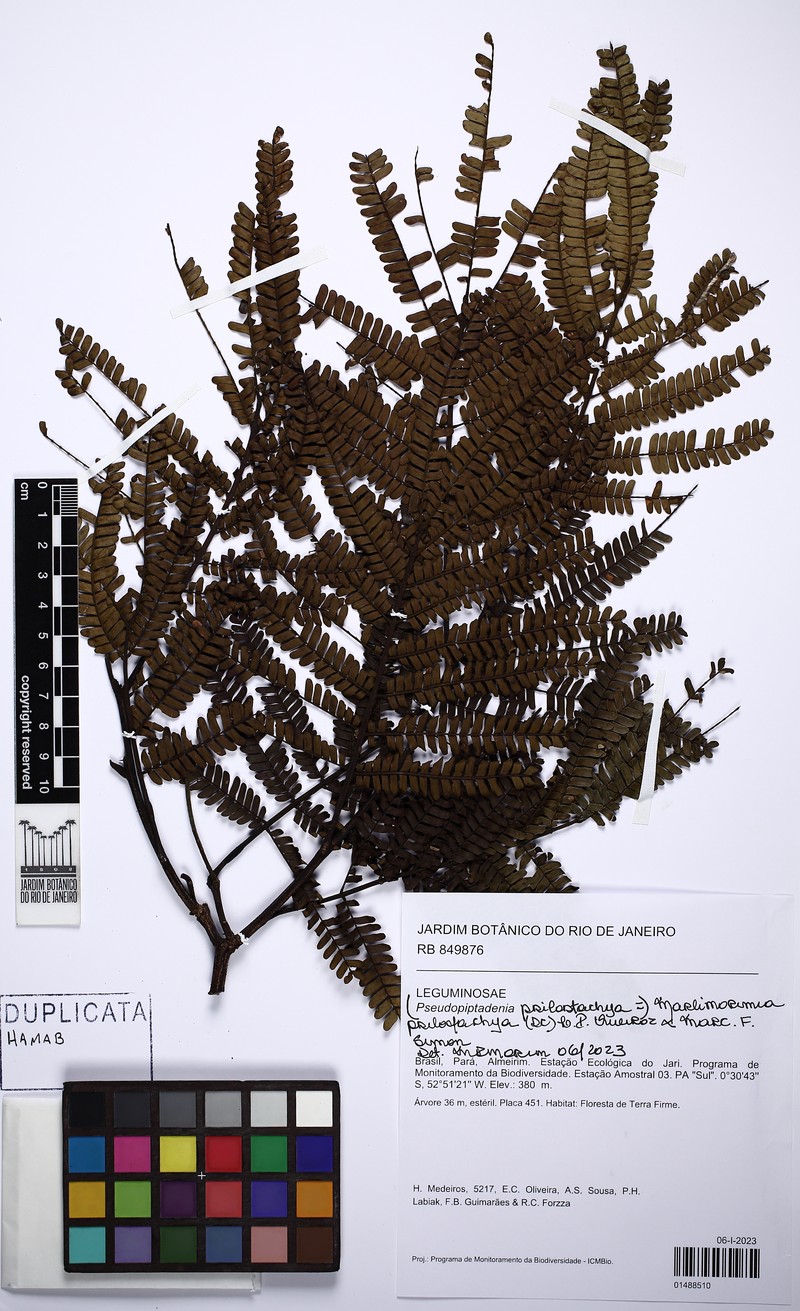 Marlimorimia psilostachya