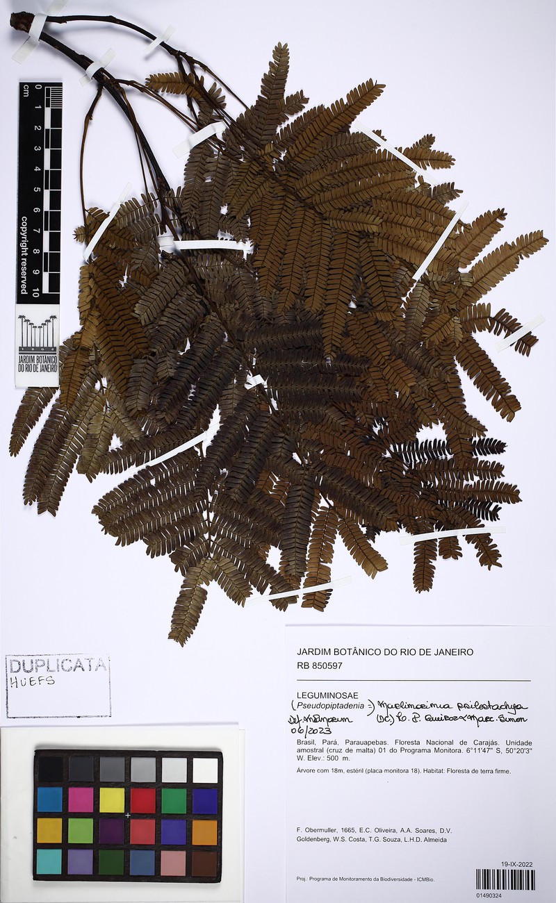 Marlimorimia psilostachya photo 3