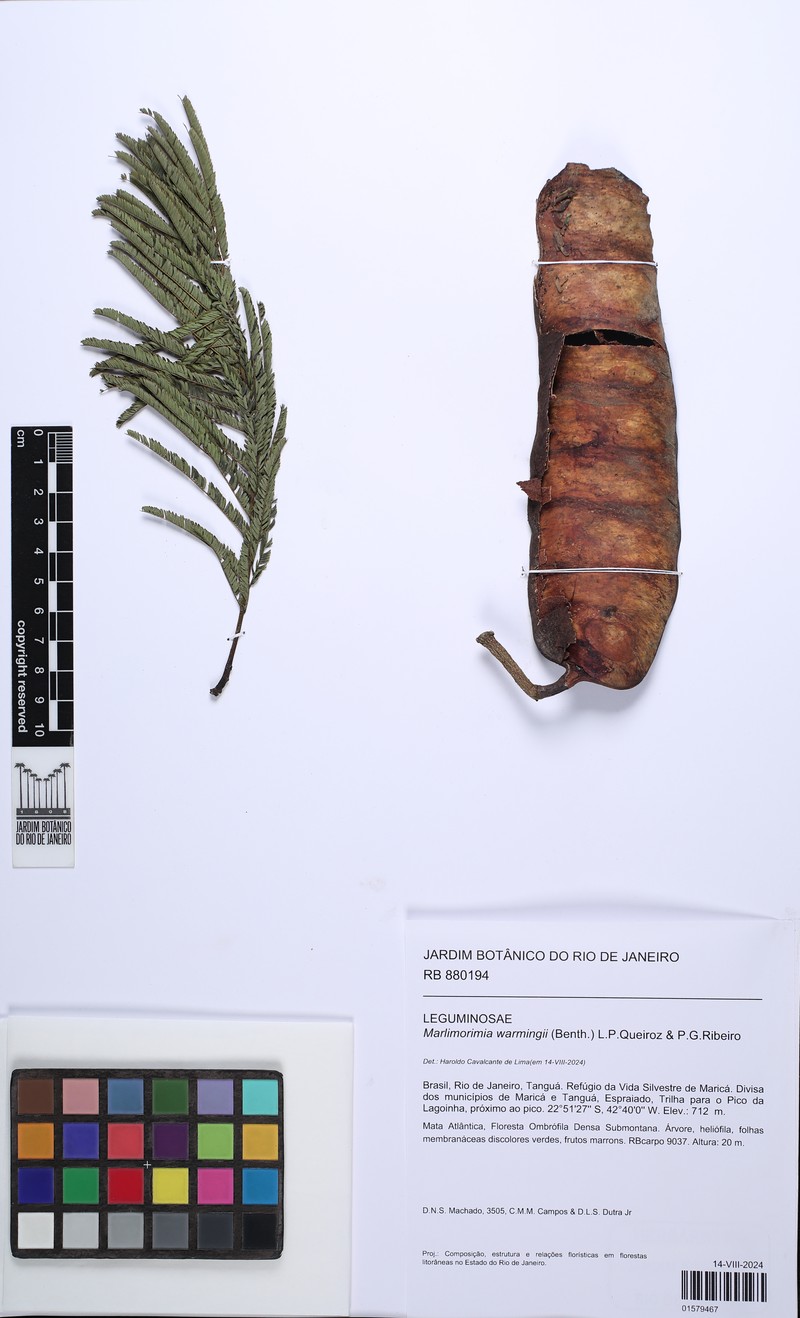 Marlimorimia warmingii