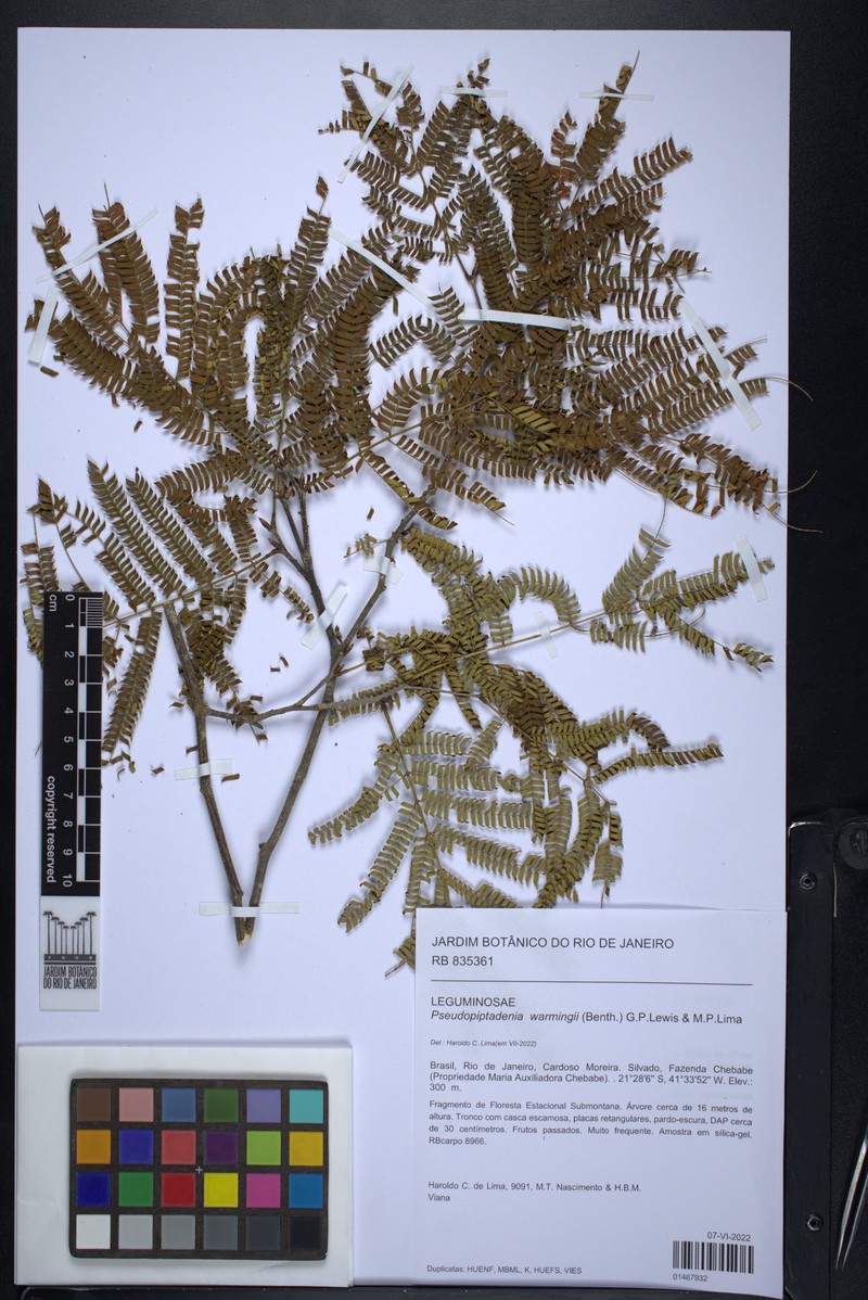 Marlimorimia warmingii photo 2
