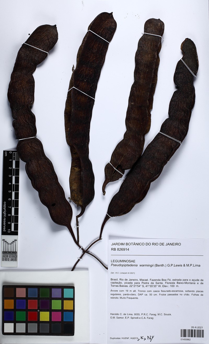 Marlimorimia warmingii photo 3
