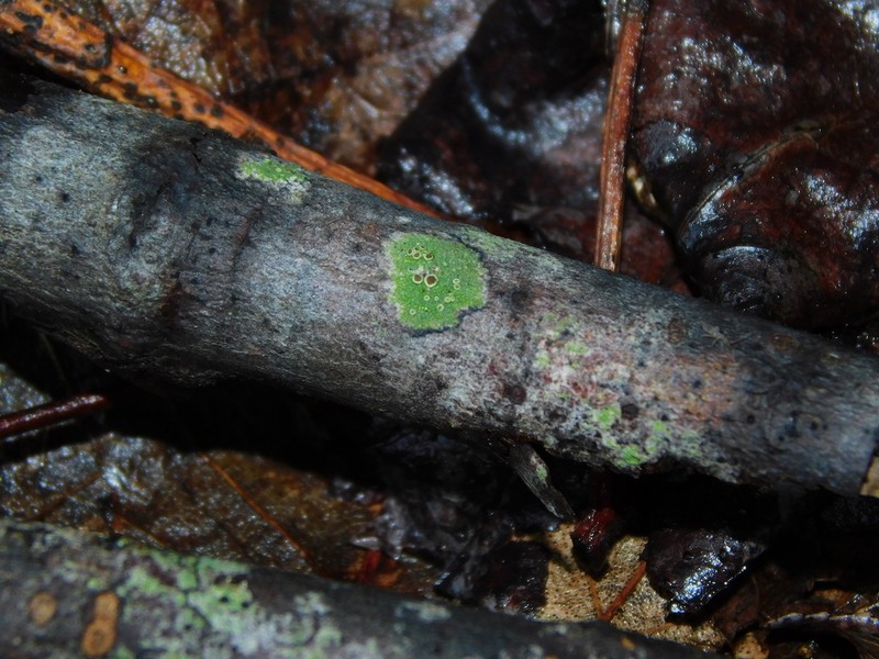 Maronea Lichen