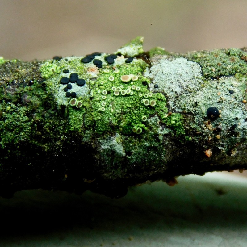 Maronea Lichen photo 2