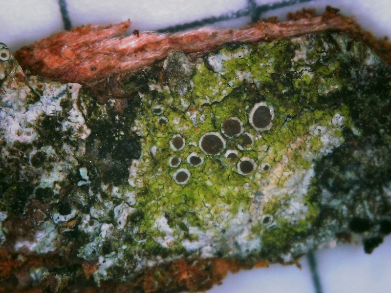 Maronea Lichen photo 3