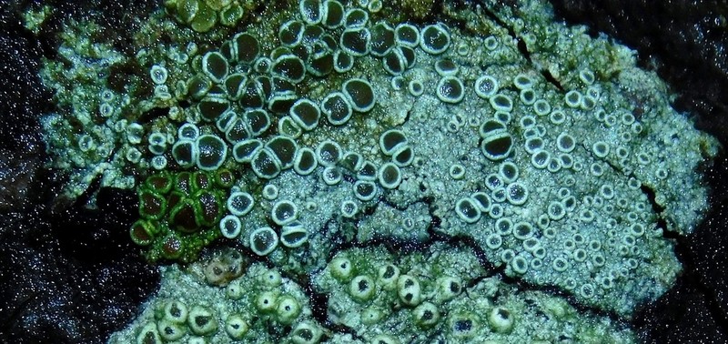 Maronea Lichen photo 4