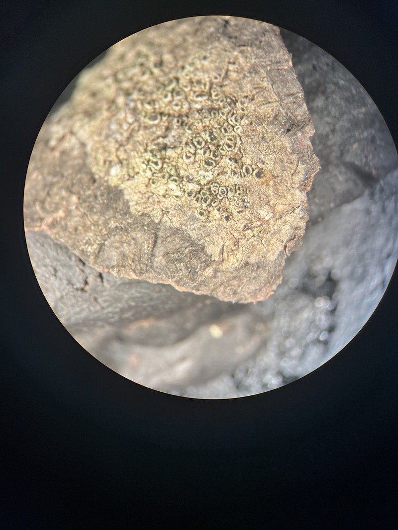 Maronea Lichen photo 5