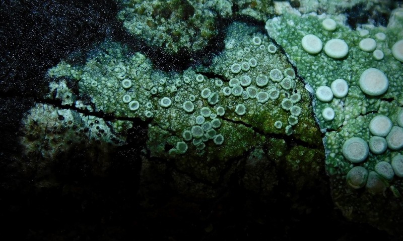 Maronea Lichen photo 6