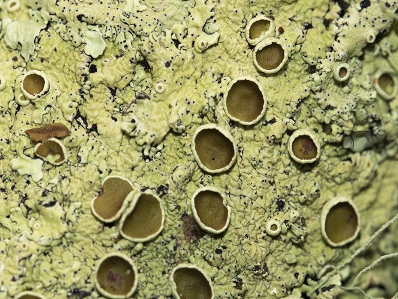 Maronea Lichen photo 7