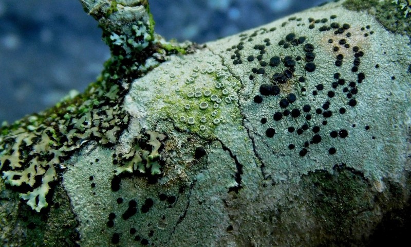 Maronea Lichen photo 8