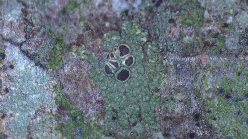 Maronea Lichen