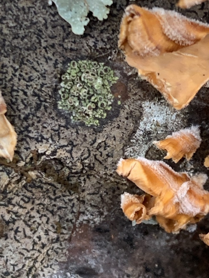 Maronea Lichen photo 2