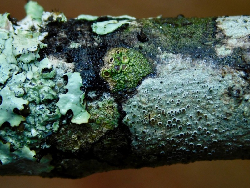 Maronea Lichen photo 3