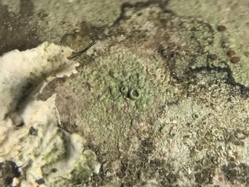 Maronea Lichen photo 4