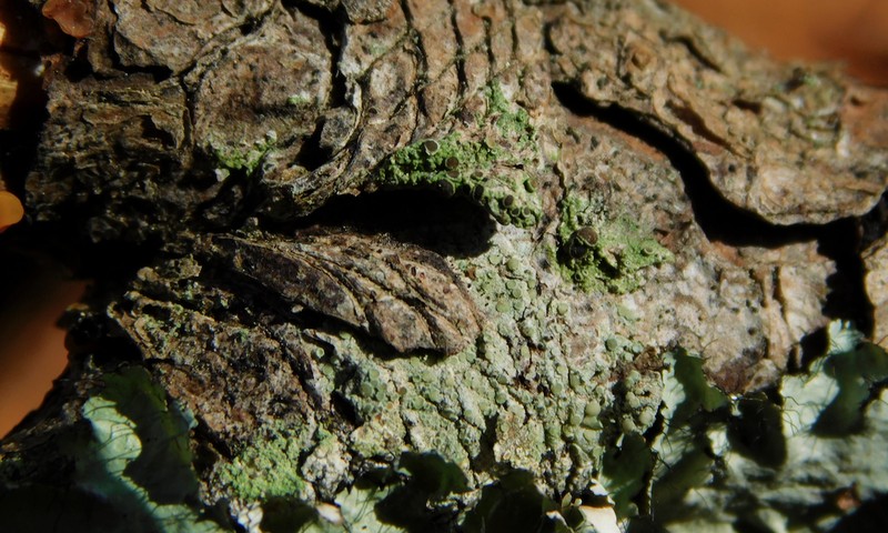 Maronea Lichen photo 5