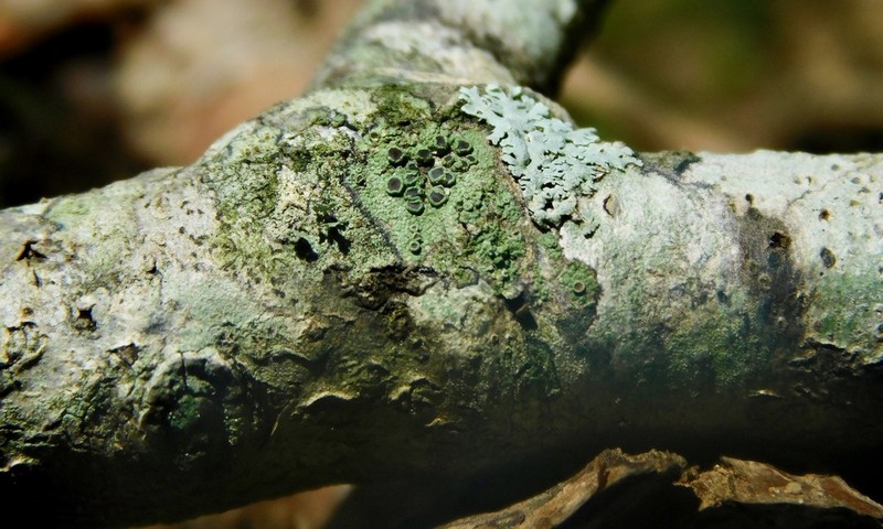 Maronea Lichen photo 6
