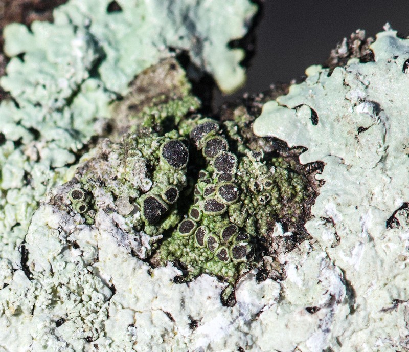 Maronea Lichen photo 7