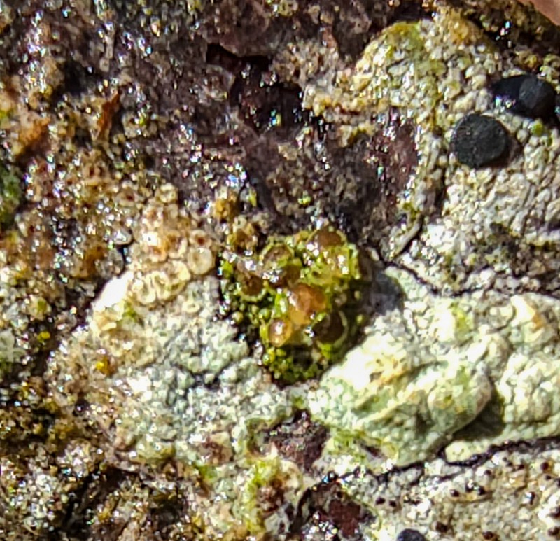 Maronea Lichen photo 8