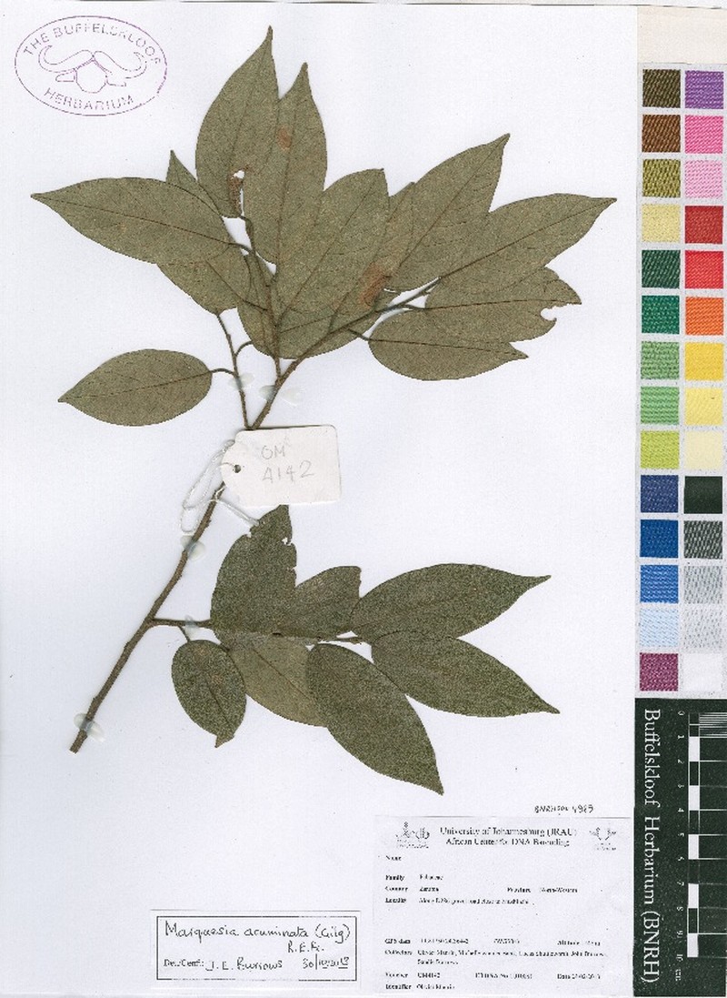 Marquesia acuminata